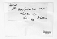Sclerencoelia fascicularis image